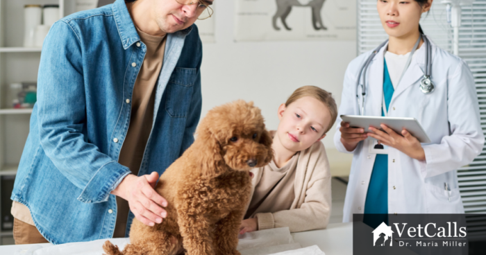 when to euthanize a dog with lymphoma